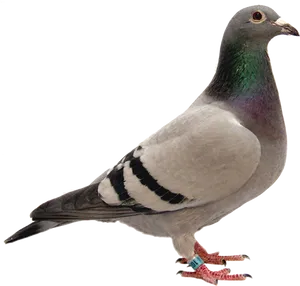 Profileof Gray Pigeonwith Banding Tag PNG image