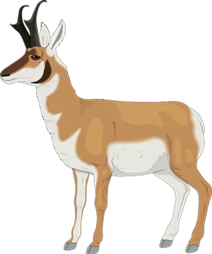 Pronghorn Antelope Illustration
