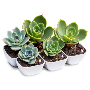 Propagating Succulents Guide PNG 06212024