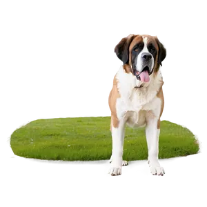 Protective St Bernard Stance PNG 06292024