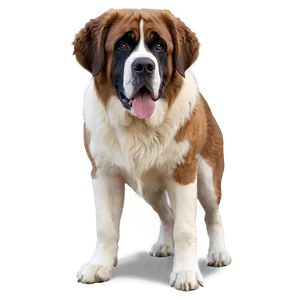 Protective St Bernard Stance PNG Nst PNG