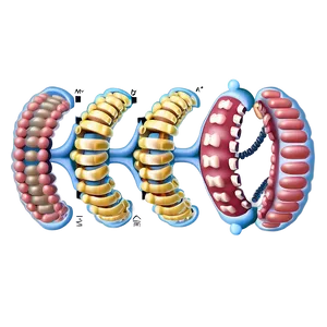 Protein Synthesis Overview PNG 05242024