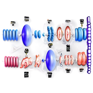 Protein Synthesis Overview PNG 47