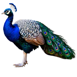 Proud Peacock PNG 57