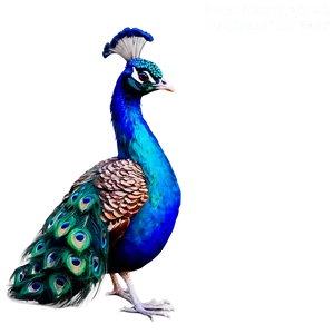 Proud Peacock PNG Hbd75