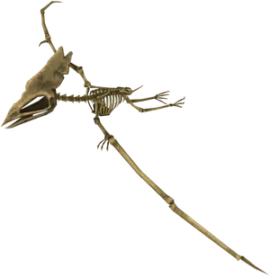 Pterosaur Skeleton Fossil PNG