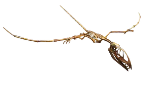 Pterosaur Skeleton Fossil PNG image