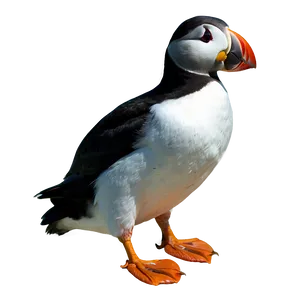 Puffin A PNG image