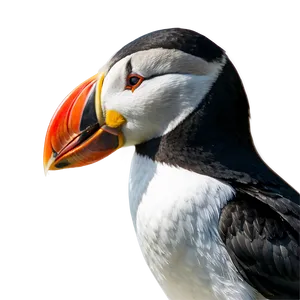 Puffin Beak Closeup PNG 06292024 PNG