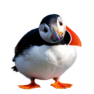 Puffin Bird Cute PNG Wgd32