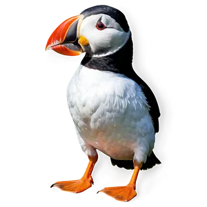 Puffin Black And White PNG Ehr