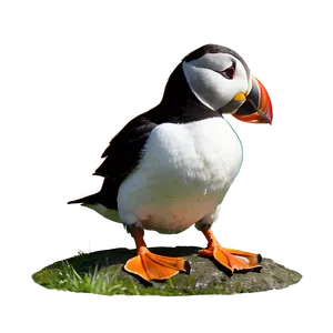 Puffin Clipart For Kids PNG Cep