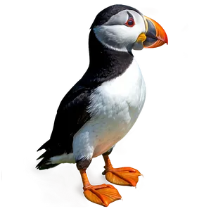 Puffin D PNG image