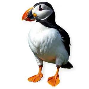 Puffin Drawing Png Scn PNG image