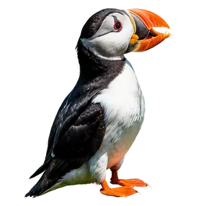 Puffin Eating Fish PNG 06292024 PNG