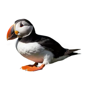 Puffin In Detail PNG Htj27