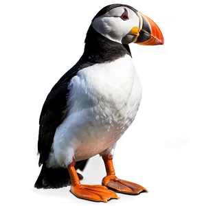 Puffin In Detail PNG Jsn