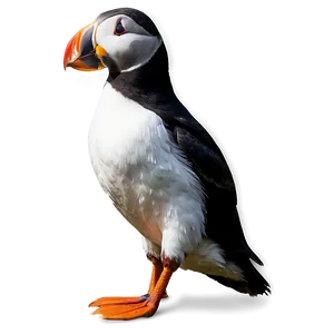 Puffin In Habitat PNG 44