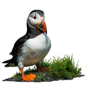 Puffin In Habitat PNG 46