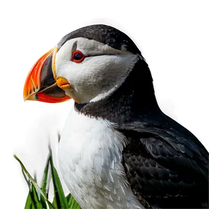 Puffin In Nature Png Hay15 PNG image