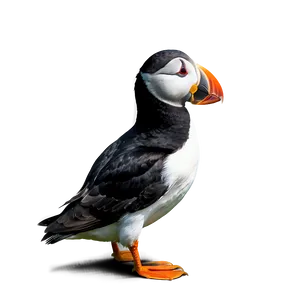 Puffin In Nature Png Lno20 PNG image