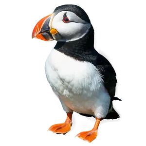 Puffin In Snow PNG Bed64