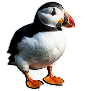 Puffin In Sunset PNG Abn81