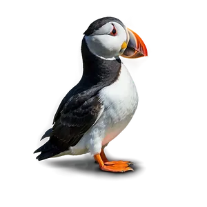Puffin In The Arctic PNG 14