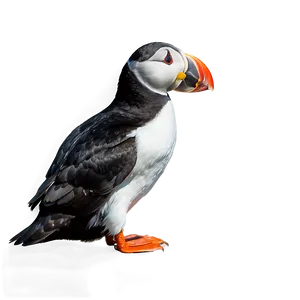 Puffin In The Arctic PNG 88