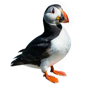 Puffin In The Arctic PNG Por PNG