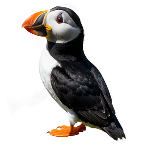 Puffin In The Wild PNG 37 PNG