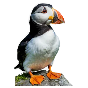 Puffin In The Wild PNG 64 PNG