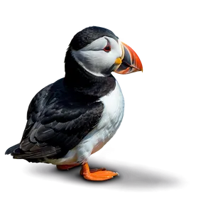 Puffin On Cliff PNG 06292024