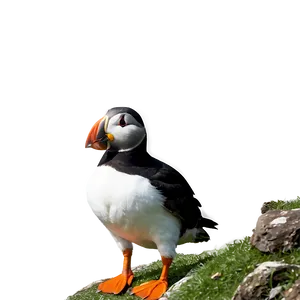 Puffin On Cliff PNG Hbd