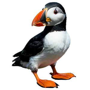 Puffin On Cliff PNG Kli68 PNG