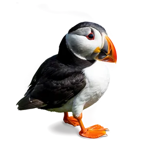 Puffin On Island PNG 53