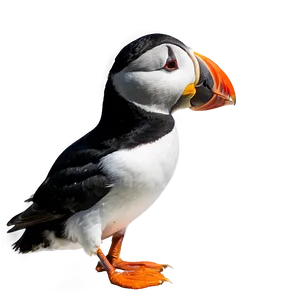 Puffin Profile View Png 06292024 PNG image