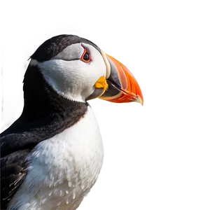 Puffin Profile View Png Xoo6 PNG image