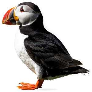 Puffin Side Profile PNG Xdt PNG