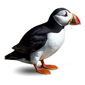 Puffin Sketch PNG 06292024
