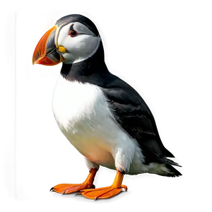 Puffin Sketch PNG 65