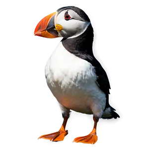 Puffin Standing PNG 11
