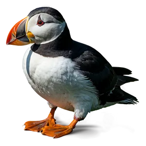 Puffin Standing PNG Aay