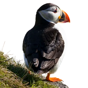 Puffin Watching Sunset PNG 93 PNG