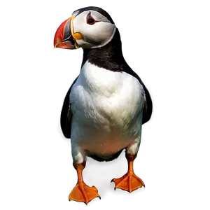 Puffin Wildlife Photography Png 06292024 PNG image