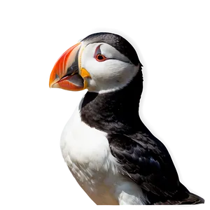 Puffin Wildlife Photography Png Tdy67 PNG image