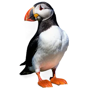 Puffin With Background PNG 06292024