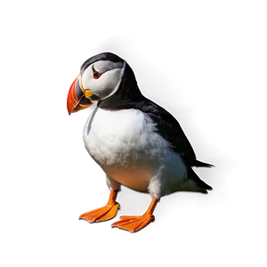 Puffin With Background PNG Uuh52 PNG