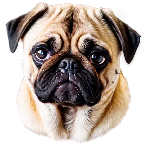 Pug Dog Head PNG Ikf
