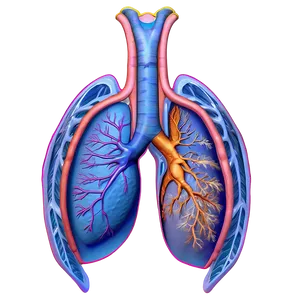 Pulmonary Circulation Diagram Png Aed20 PNG image